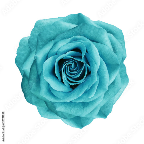 Turquoise   rose flower  on   isolated background with clipping path. Closeup. For design.   Transparent background. Nature.