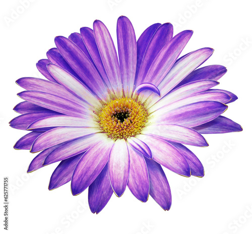 Purple gerbera flower on isolated background with clipping path. Closeup. For design. Transparent background. Nature.