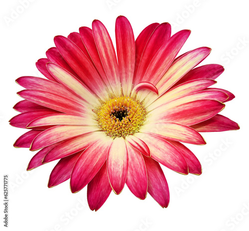 Red  gerbera  flower  on  isolated background with clipping path. Closeup. For design. Nature. © nadezhda F