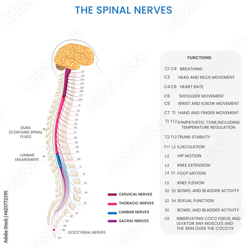 The spinal nerves are part of the peripheral nervous system, connecting the spinal cord to different body parts, enabling sensory and motor functions throughout the body.