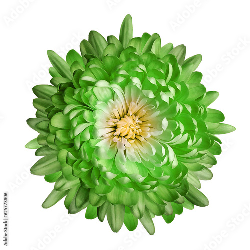 Fototapeta Naklejka Na Ścianę i Meble -  Green   chrysanthemum flower  on  isolated background with clipping path. Closeup..  Transparent background.   Top view. Nature.