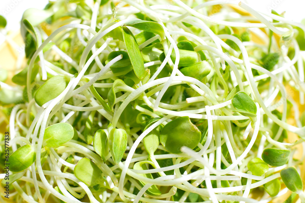 Sunflower Sprout on white background. Sunflower Sprout on white background.