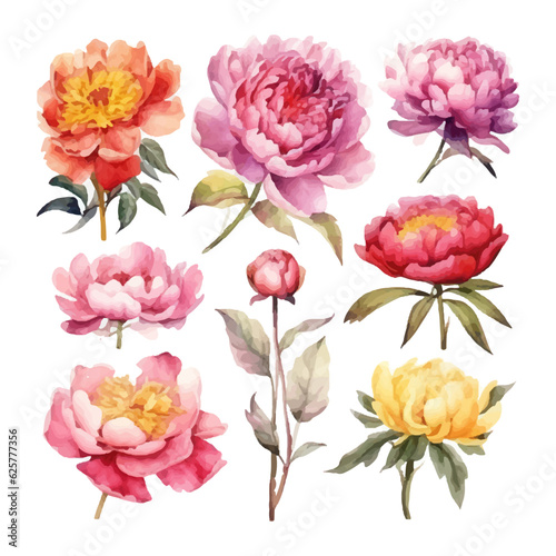 Fototapeta Naklejka Na Ścianę i Meble -  peony flower set watercolor illustration