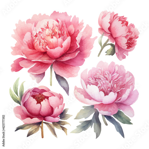 peony flower set watercolor illustration