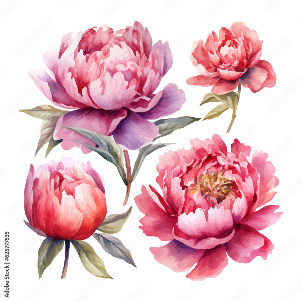 Fototapeta premium peony flower set watercolor illustration