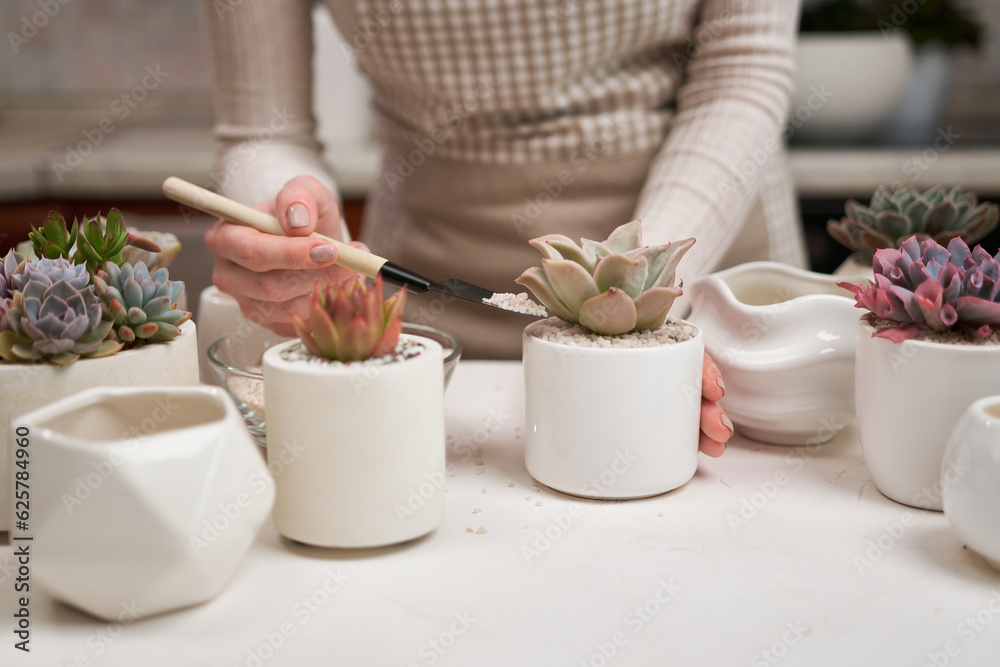 Woman putting soil into ceramic pot for Echeveria Succulent rooted cutting transplantation Woman putting soil into ceramic pot for Echeveria Succulent rooted cutting transplantation