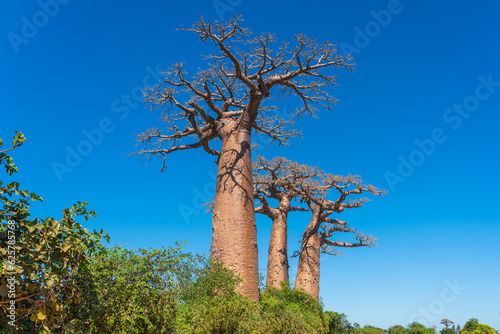 Beautiful Alley of baobabs. legendary Avenue of Baobab trees in Morondava. Iconic giant endemic of Madagascar. photo