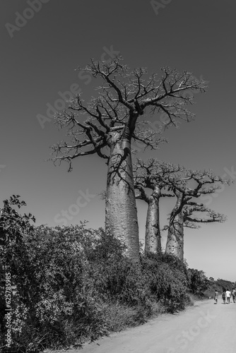 Beautiful Alley of baobabs. legendary Avenue of Baobab trees in Morondava. Iconic giant endemic of Madagascar.monochrome photo