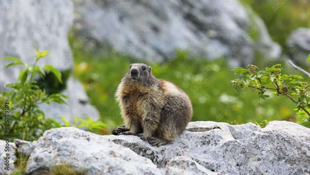 Alpine marmot sitting relaxing on top of a rock in her natural habitat Alpine marmot sitting relaxing on top of a rock in her natural habitat