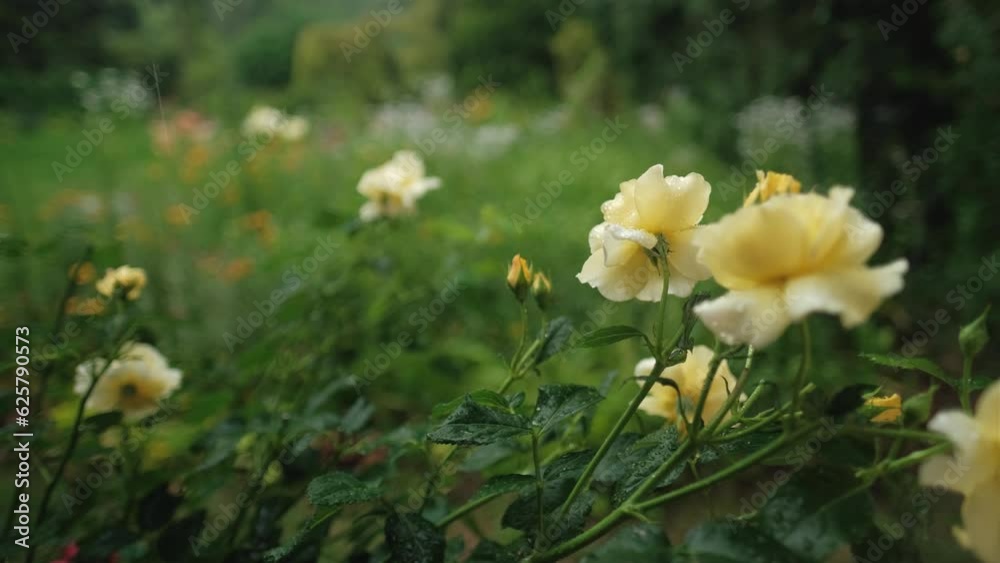Yellow roses in the garden during summer rain Yellow roses in the garden during summer rain