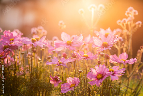 onętek, kwiat kosmos w promieniach zachodzącego słońca w wiejskim ogrodzie latem