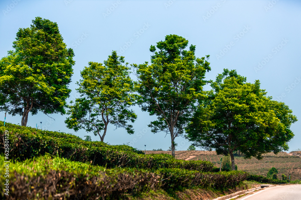 The natural background of the tea plantation and the bright sky surrounding it, the blur of sunlight hitting the leaves and the cool breeze blowing.