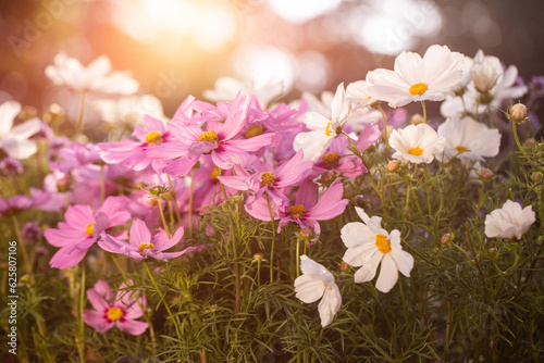 onętek, kwiat kosmos w promieniach zachodzącego słońca w wiejskim ogrodzie latem. cosmos flower in the sun, flower meadow	 photo