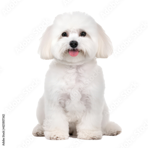 White poodle