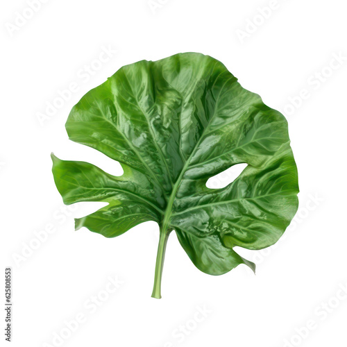 montera leaf photo