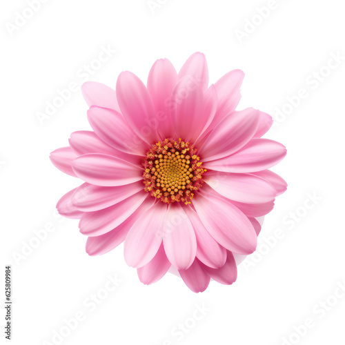 pink gerber daisy