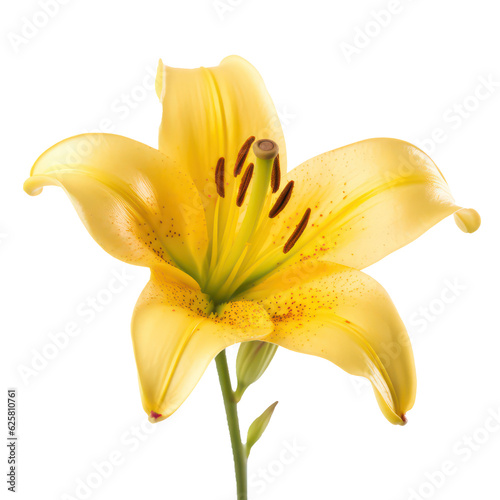 yellow lilly flower