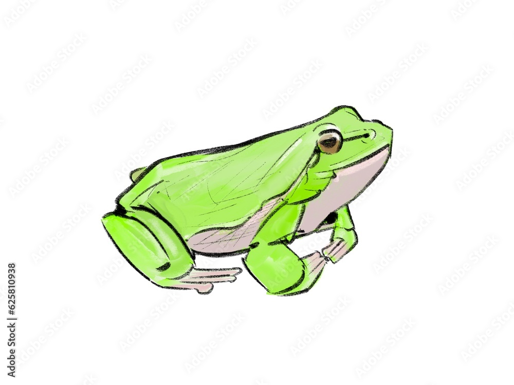 Fototapeta premium Green Frog