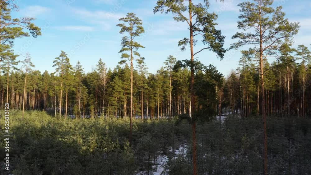 Young growth of pine trees in Sweden, aerial view of afforestation Young growth of pine trees in Sweden, aerial view of afforestation