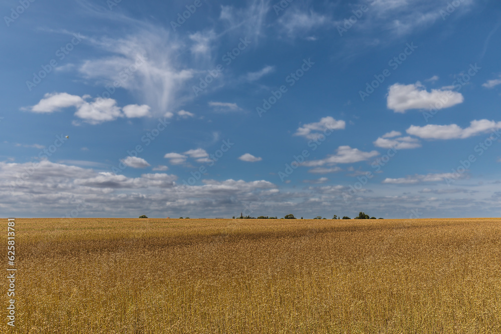 cereal field on blue sky background in Normandy
