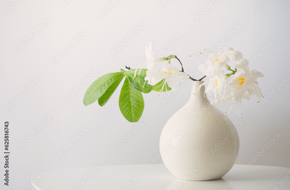 white rhododendrom in vase on white background white rhododendrom in vase on white background
