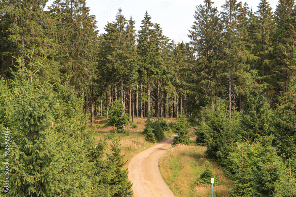 Fototapeta premium Wanderregion Thüringer Wald; Rennsteig bei Kramerod