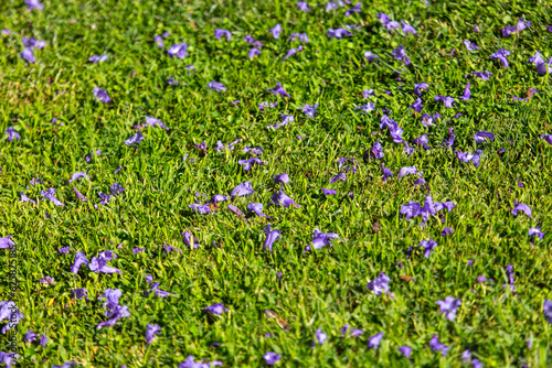Blue petals of jacaranda flowers on a green lawn. Background