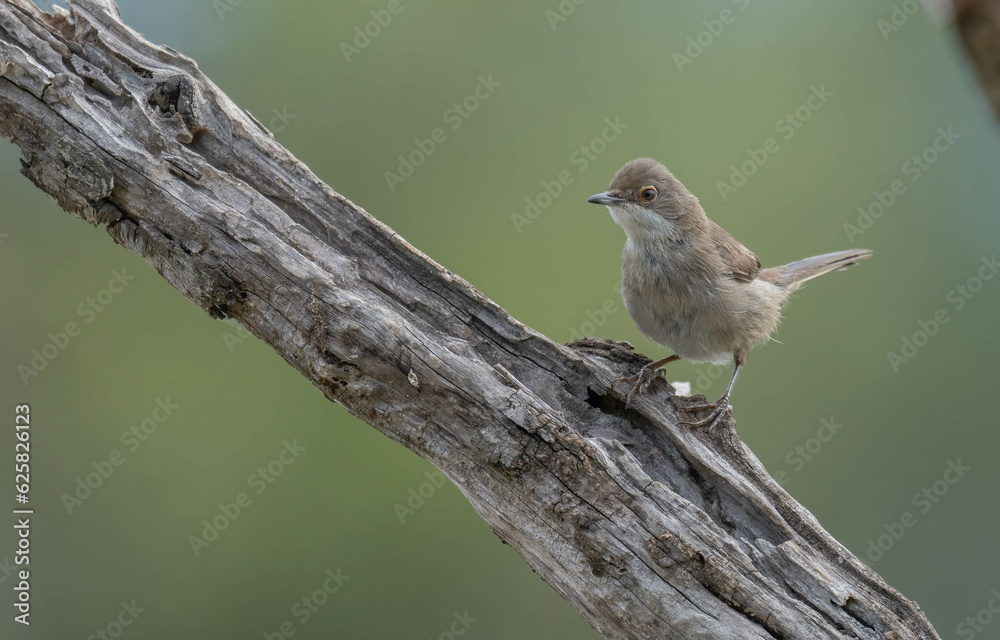 female Sardinian Warbler on the branch
female Sardinian Warbler on the branch