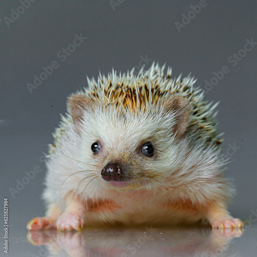 Hedgehog isolate on gray background