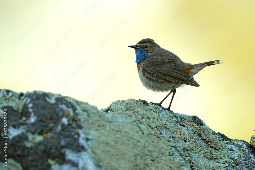Bluethroat male in a high mountain area before sunrise on a rock in his breeding territory Bluethroat male in a high mountain area before sunrise on a rock in his breeding territory