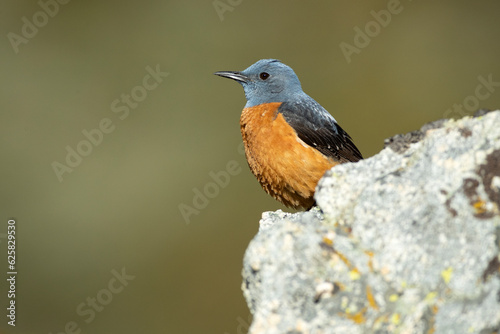 Rufous-tailed rock thrush male on one of his favorite perches within his breeding territory at first light in a mountainous area