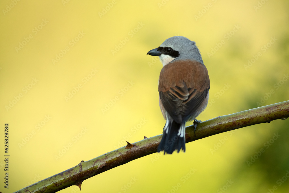 Naklejka premium Red-backed shrike male on one of his perches in his breeding territory at first light on a spring day in a forest of oaks and hawthorns