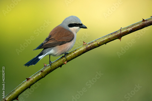 Red-backed shrike male on one of his perches in his breeding territory at first light on a spring day in a forest of oaks and hawthorns © Jesus