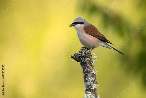 Red-backed shrike female in her breeding territory in the late afternoon light of a rainy spring day