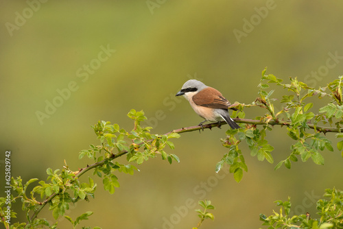 Red-backed shrike male in early morning light in a thorny bush on his breeding territory in an oak forest in spring © Jesus