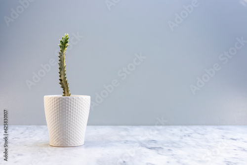 White Ghost Candelabra Spurge in a beautiful white ceramic pot photo