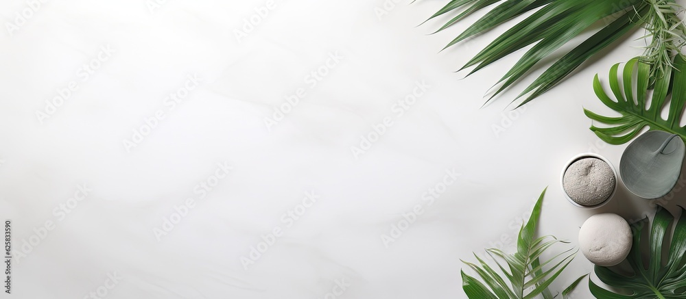 Photo of rocks and plants on a white background with plenty of copy space with copy space Photo of rocks and plants on a white background with plenty of copy space with copy space
