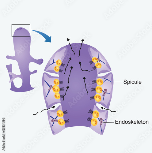 Vector illustration of a marine sponge. Marine sponge diagram with labeled parts