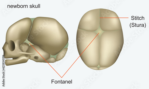 Skull of a newborn. Human anatomy photo