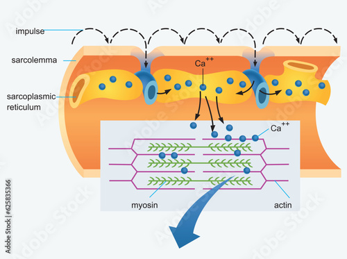 Muscle membrane vector illustration. Labeled scheme with myofibril, disc, zone, line and band. Anatomical and medical diagram with mitochondria, sarcoplasm, reticulum, transverse tubule and nucleus.