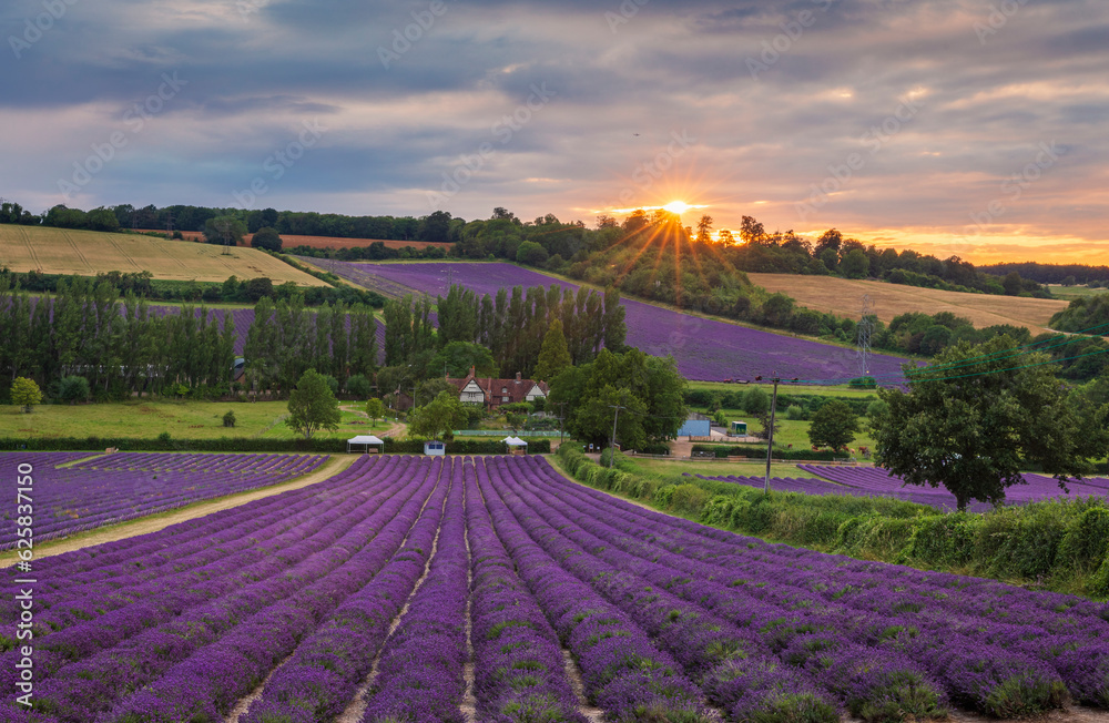 Lavender fields of Castle farm nestled in the idyllic Kent downs near Shoreham south east England UK