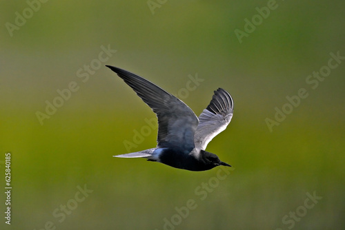 Trauerseeschwalbe // Black tern (Chlidonias niger) photo