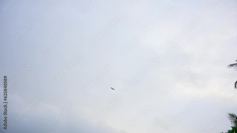 Bat flying in the air filmed in Seychelles on the main Mahe island with surrounding nature Bat flying in the air filmed in Seychelles on the main Mahe island with surrounding nature