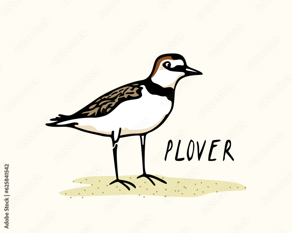Vector card with hand drawn cute plover. Beautiful animal design elements, ink drawing Vector card with hand drawn cute plover. Beautiful animal design elements, ink drawing