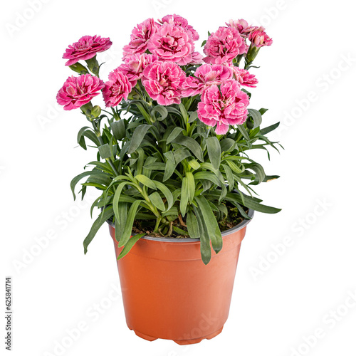 Carnation or clove pink flower