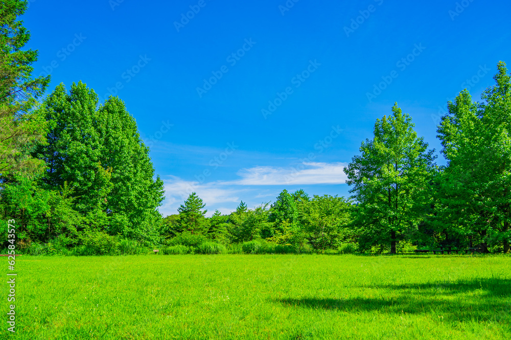 Obraz premium 青空に映える木