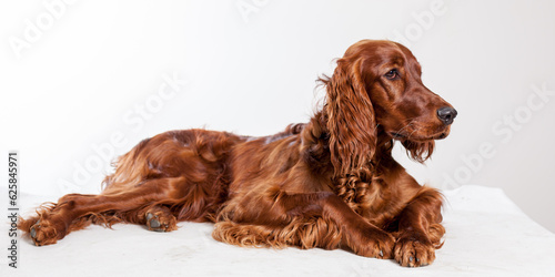 beautiful irish setter laying down in studio white background