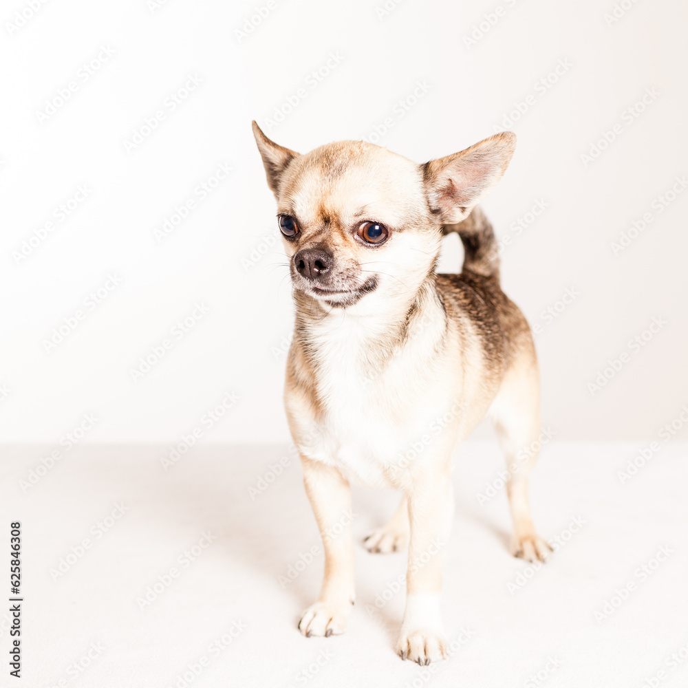 one tiny chihuahua funny face in studio