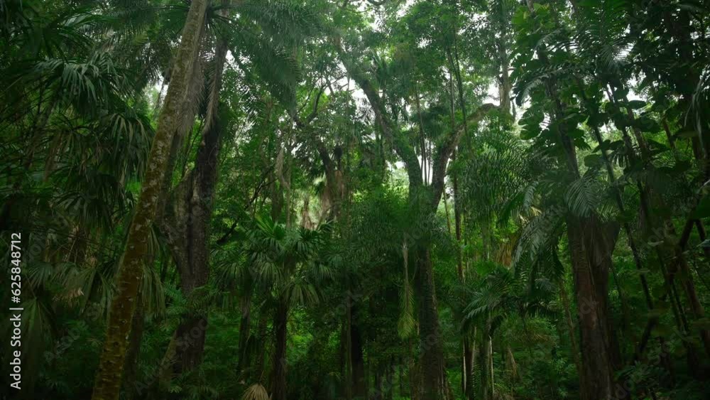 Video of incredible plants from a botanical garden in Victoria on Mahe island in Seychelles. Footage filmed with a camera on a gimbal moving cinematic forward. Filmed on a beautiful contrasty day. Video of incredible plants from a botanical garden in Victoria on Mahe island in Seychelles. Footage filmed with a camera on a gimbal moving cinematic forward. Filmed on a beautiful contrasty day.