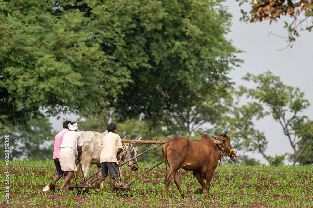 Traditional Indian farming Traditional Indian farming